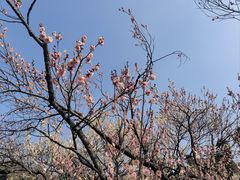-梅花山(明孝陵内)