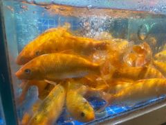 -头上红煨盐鸡·非遗院子餐厅