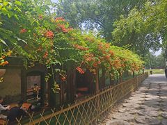 -洛阳白马寺