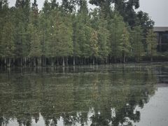 -白鹭湾湿地公园