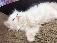 -屋虎猫馆(宝安大仟里店)