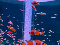 -海合安成都极地海洋公园