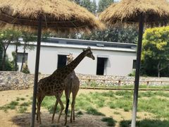 -北京野生动物园