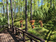 -莫尔道嘎国家森林公园