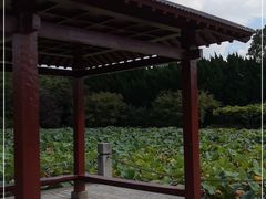 -嘉定紫藤园