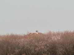 -明秦王墓遗址