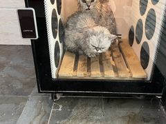 -暖阳宠物医院·犬猫康复中心·骨科