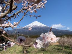 -希衣日语