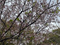 -高东镇樱花园