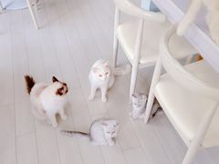 -喵的天空名猫咖啡馆·撸猫·猫舍·用品