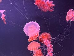 -珠海长隆海洋王国
