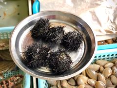 海胆-南沙十九涌渔人码头-南门