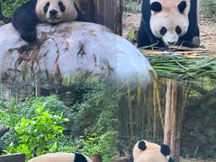 -广州长隆国际大马戏