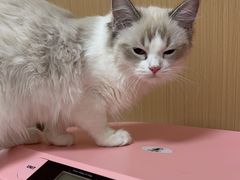 -瑞派康怡24h宠物医院·犬猫医疗中心·微创绝育(瑞景分院)