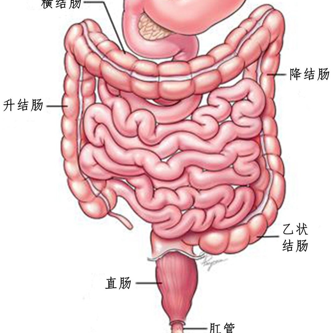 人体解剖图肠子图片