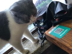 -more than meow吴止猫主题餐厅(承德 中船汇店)