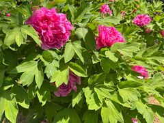 -曹州牡丹园