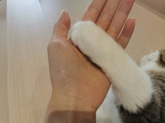 -瞄一喵猫咖(格力海岸店)