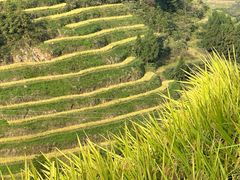 -紫鹊界梯田景区