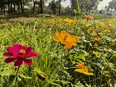 -上海长兴岛郊野公园
