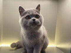 -猫大福·Fortune Cat猫舍(百子湾店)
