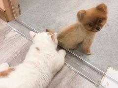 -BABIT巴比特宠物(MOMOPARK店)