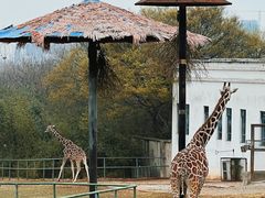 -合肥野生动物园