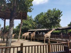 -上海野生动物园