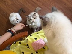 -楼上猫咖(罗湖店)