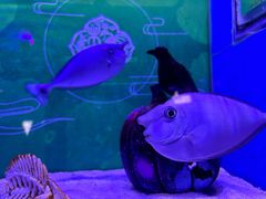 -上海海昌海洋公园