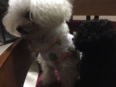 -佳雯宠物医院(四明中路分院)