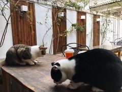 -喵屿·大理花园猫咖