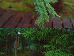 -苏木山森林公园