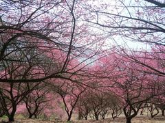 -新建村梅花