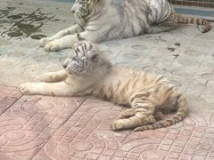 -西霞口神雕山野生动物世界