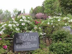 -曹州牡丹园