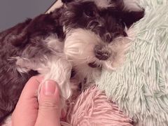 -爱侣宠医·鹦鹉专科·小型哺乳类·异宠专科(灵石路店)