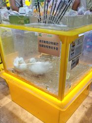 -神奇动物撸宠馆·羊驼·小浣熊·异宠(豫园店)