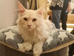 -猫腻·猫咖·撸猫馆(星光大道店)