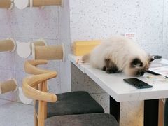 -喵园·猫主题咖啡厅·撸猫·猫咖(国贸店)