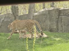 -北京野生动物园