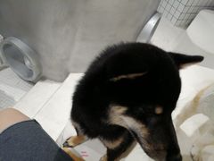 -柴务处·柴犬主题狗咖