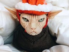 -孖记茶档·热腾茶餐(乐峰店)