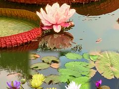 -国家植物园南园