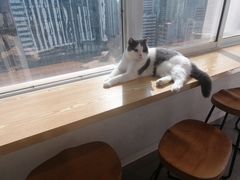 -Heymao猫咖.咖啡厅(东门店)