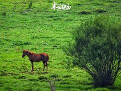 -塞罕坝国家级自然保护区