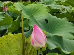 -厦门园林博览苑