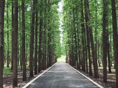 -东平国家森林公园