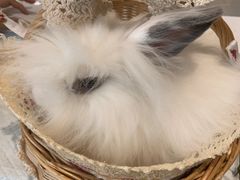 -RU DUCK柯尔鸭公社·撸鸭俱乐部·羊驼·小香猪