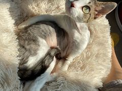 -momokira米努特·德文卷毛猫·棉花面纱犬